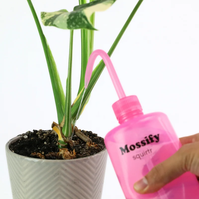 Mossify squirtr